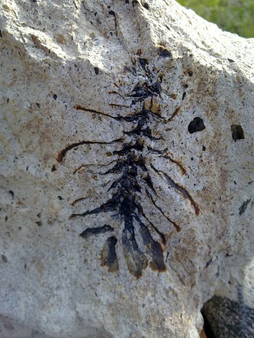 fossil pine cone