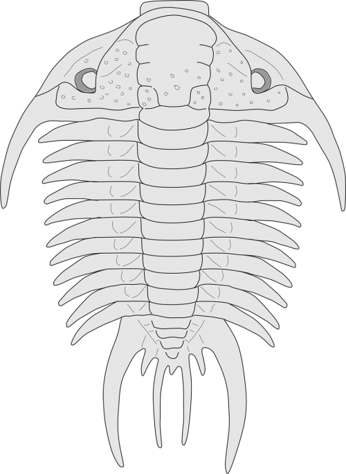 fossil trilobite animal