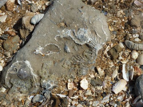 fossil beach geology