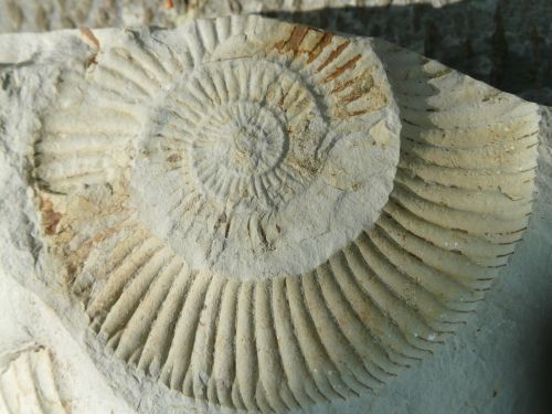 fossils ammonites stones