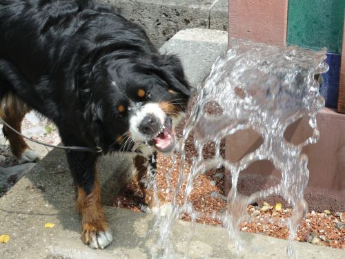 fountain water thirst