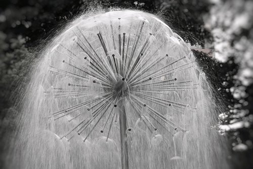 fountain  park  water