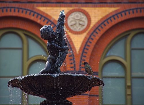 fountain bird robin