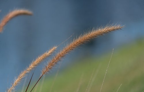 fountain grass  nature  close up