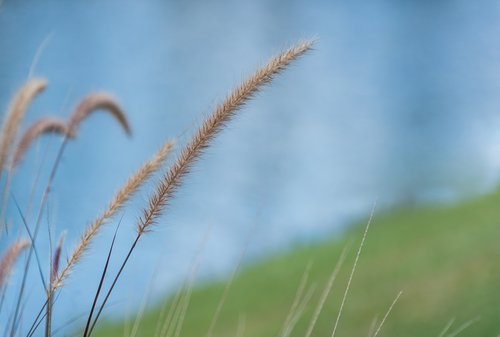 fountain grass  close up  pond