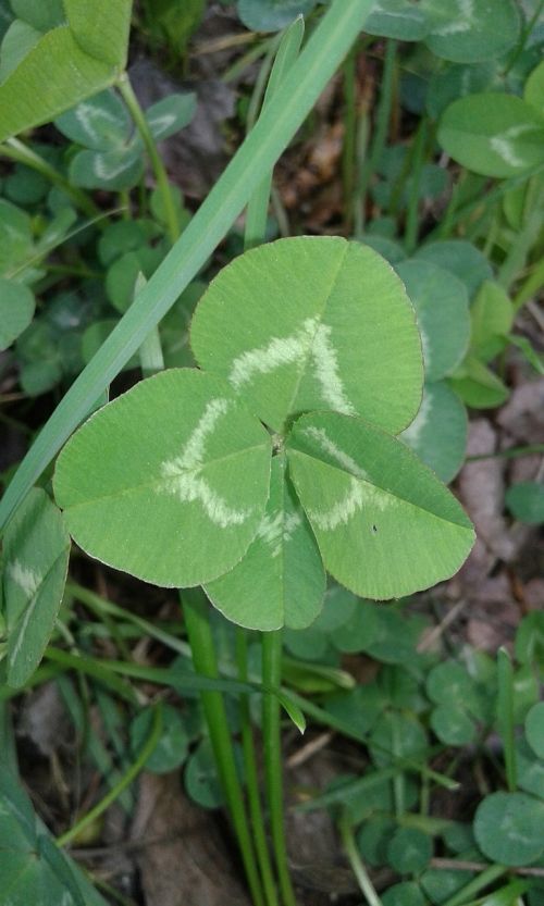 four luck leaf