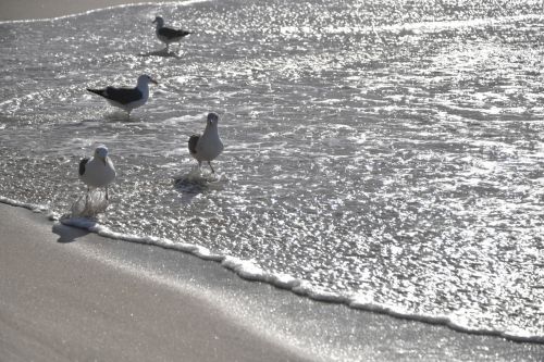 Four Gulls In The Sea