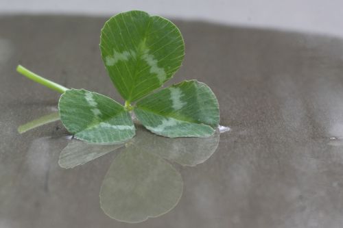four leaf clover klee green