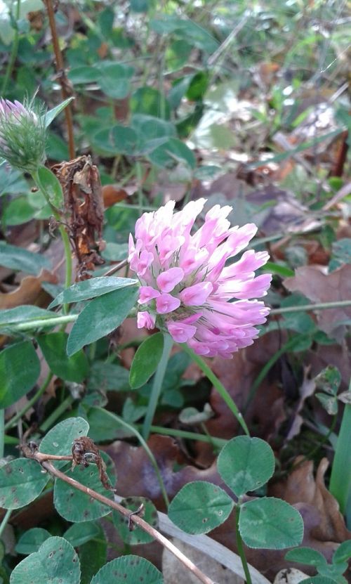 four-leaf clover nature flower