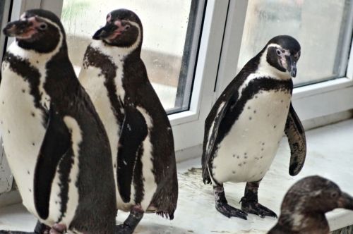 Four Penguins