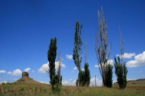 four poplars tall scragly