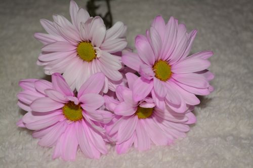 Four Pretty Pink Daisy Flower Macro