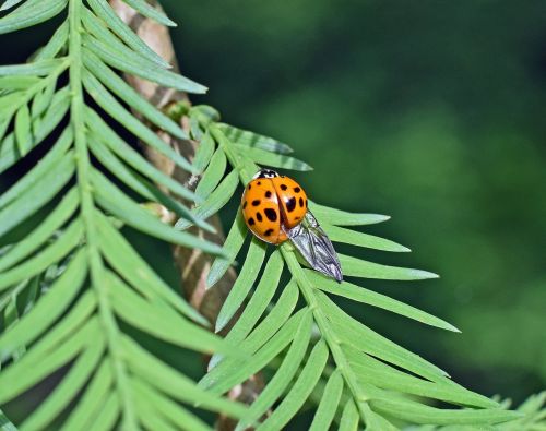 fouteeen-spotted ladybug insect