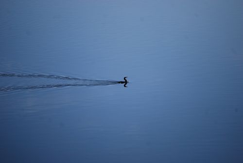 fowl waterbird duck
