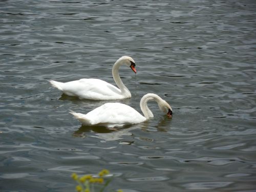 fowl swan bird