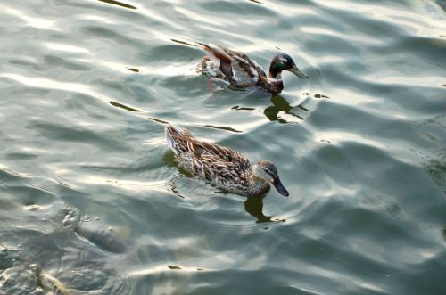 Fowl Weather Friends