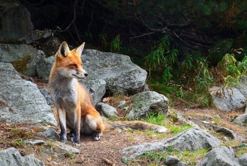 fox wildlife animal