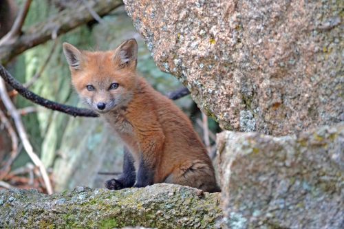 fox wildlife animal