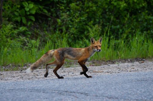 fox red fox wild