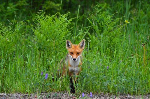 fox red fox wild