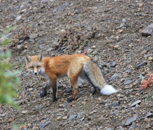fox wildlife nature