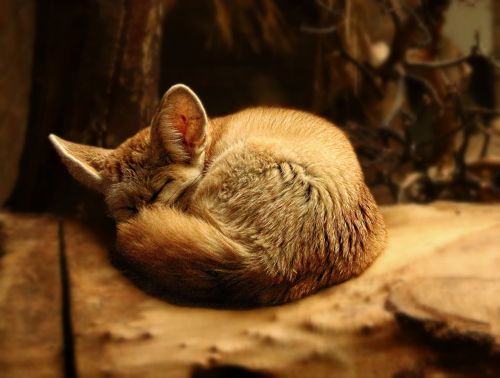 fox nature little fox