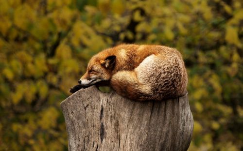 fox tree stump