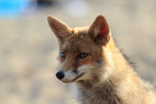 fox animal tuscany