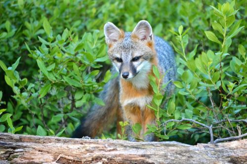 fox wildlife forest