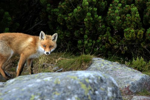 fox animal predator