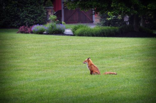 fox wildlife grass