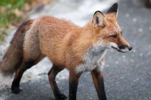 fox wildlife red