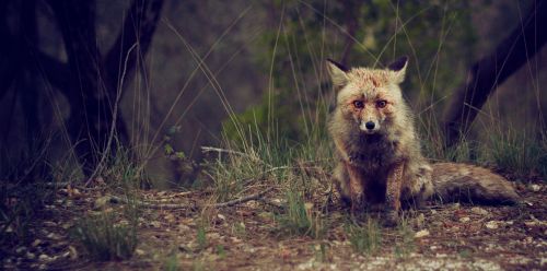 fox wildlife animal
