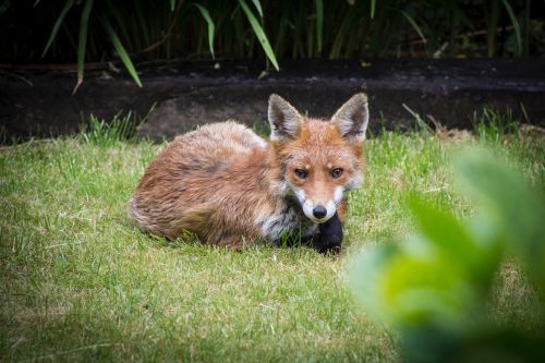 fox garden england