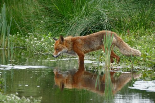 fox wild nature