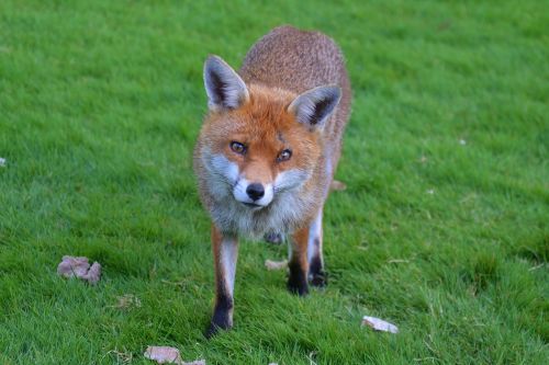 fox wildlife nature