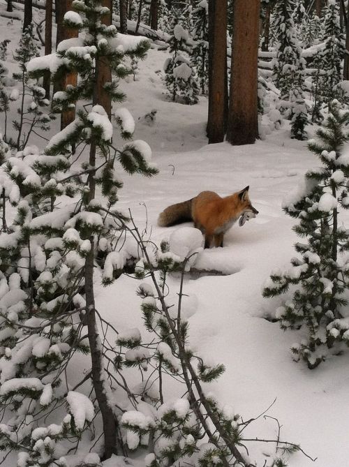 fox hunting prey
