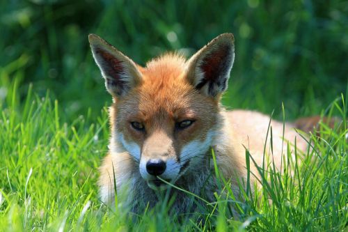 fox red fox red