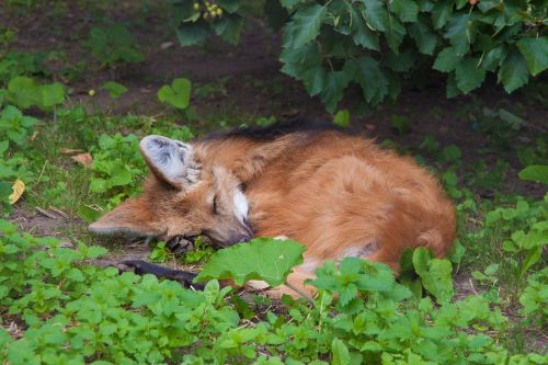 fox sleeps under a bush