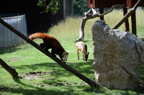 fox pomeranian zoo