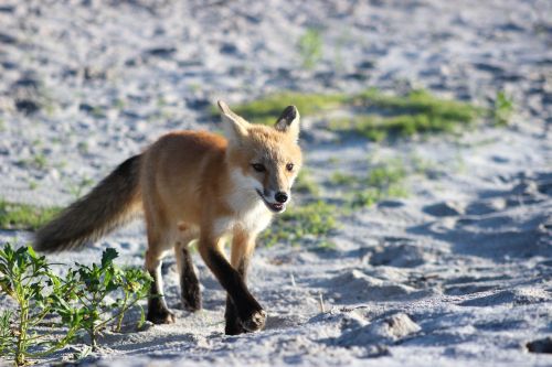 fox wildlife beach