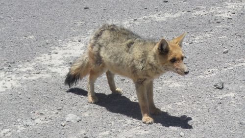 fox zorro bolivia