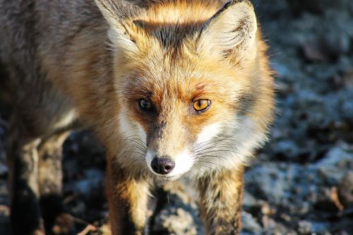fox animal nature beast