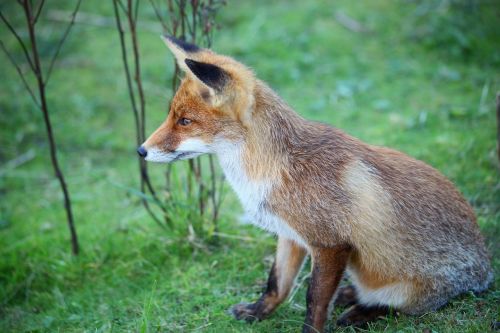 fox animal wild