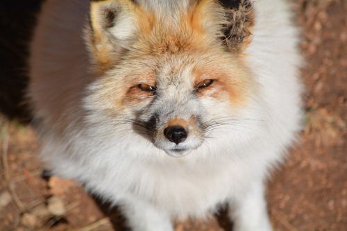 fox white outside