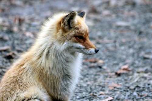 fox the red fox vulpes vulpes