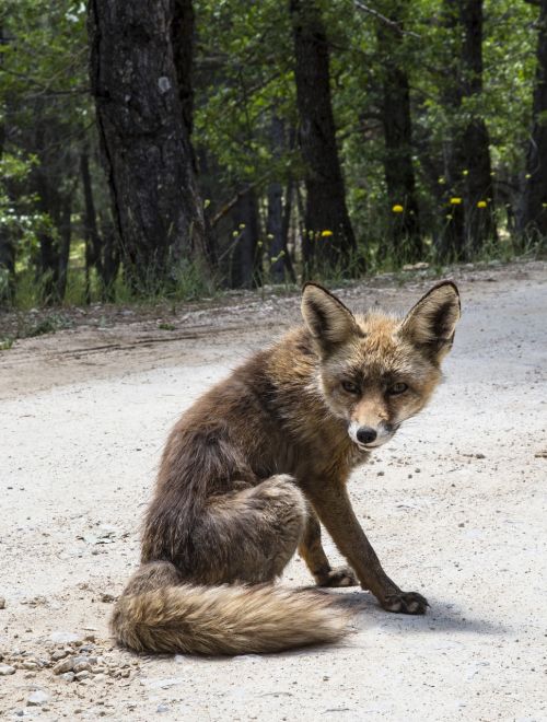 fox animal fauna