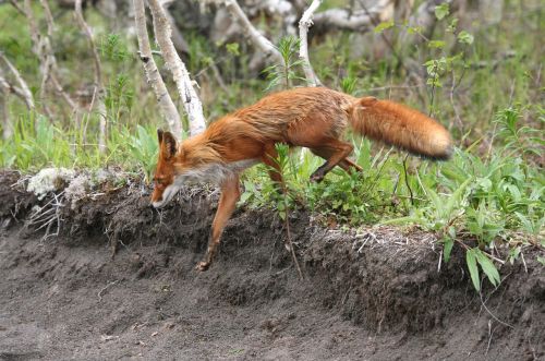 fox moth wild beast