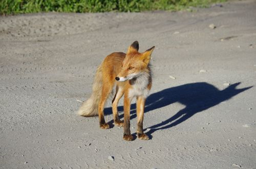 fox moth predator