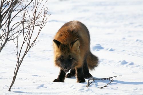 fox predator wild beast